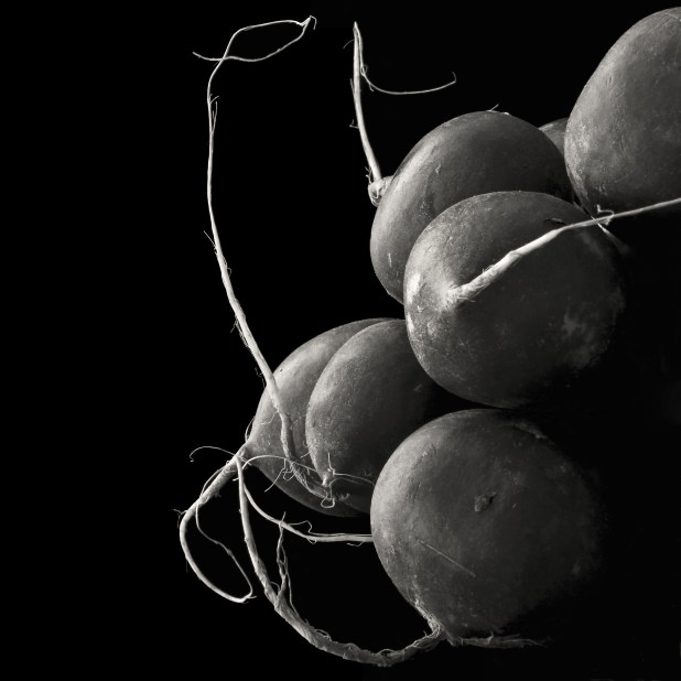 Radish Roots