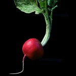 The Red Radish