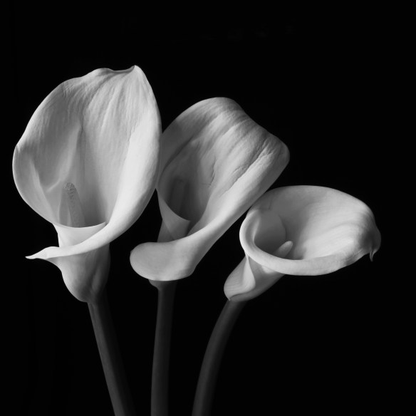 They Neither Toil Nor Spin