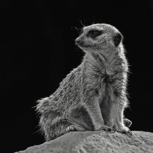 Meerkat