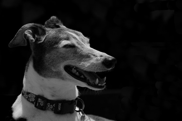 Charlotte in the Sunshine