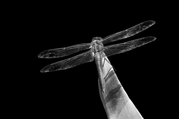 Dragonfly